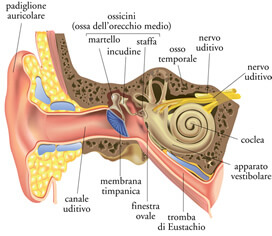 Rappresentazione organo uditivo Organo uditivo